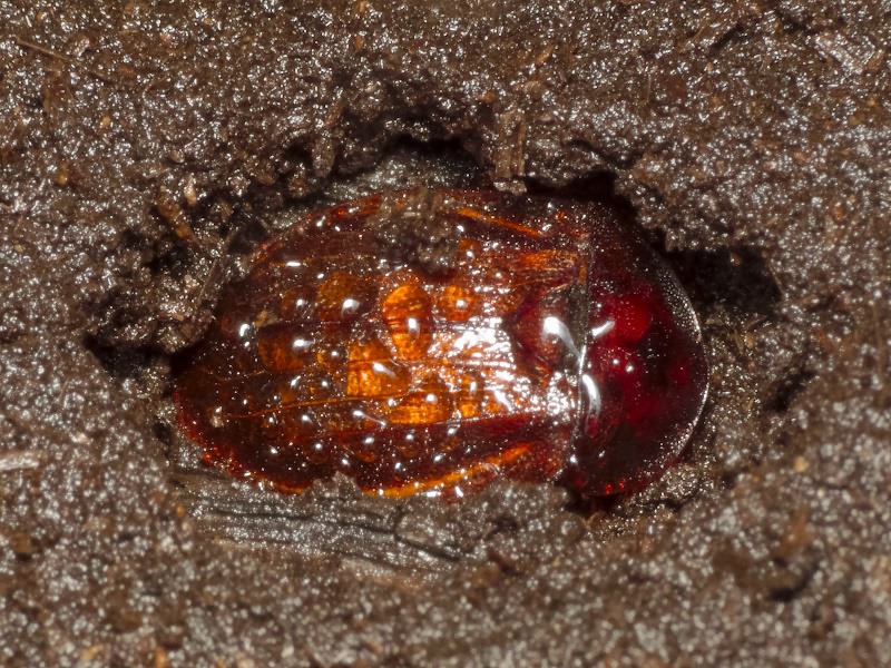Phosphuga atrata (Linnaeus, 1758)